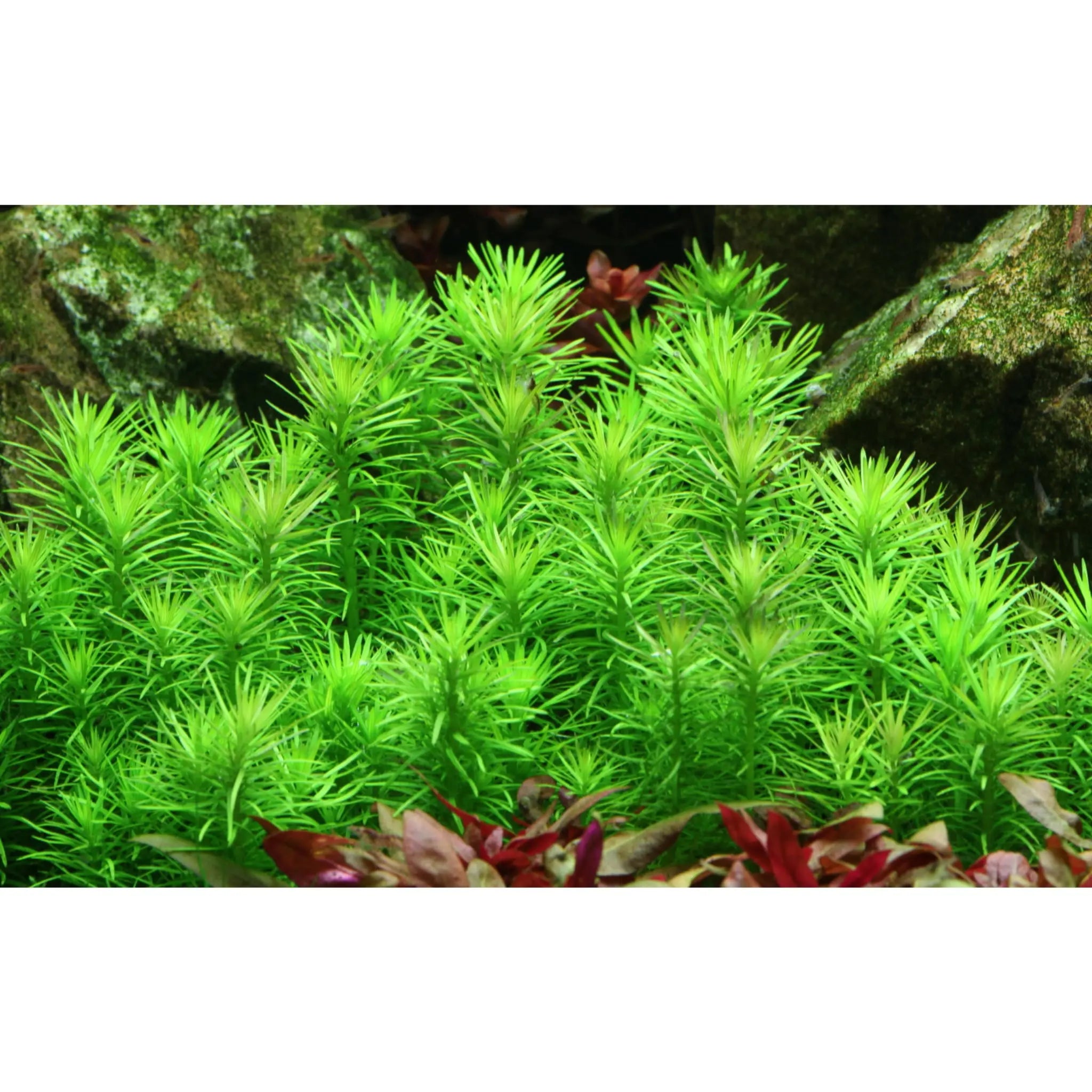 Tropica Pogostemon deccanensis 1-2-GROW! - Aqua Essentials