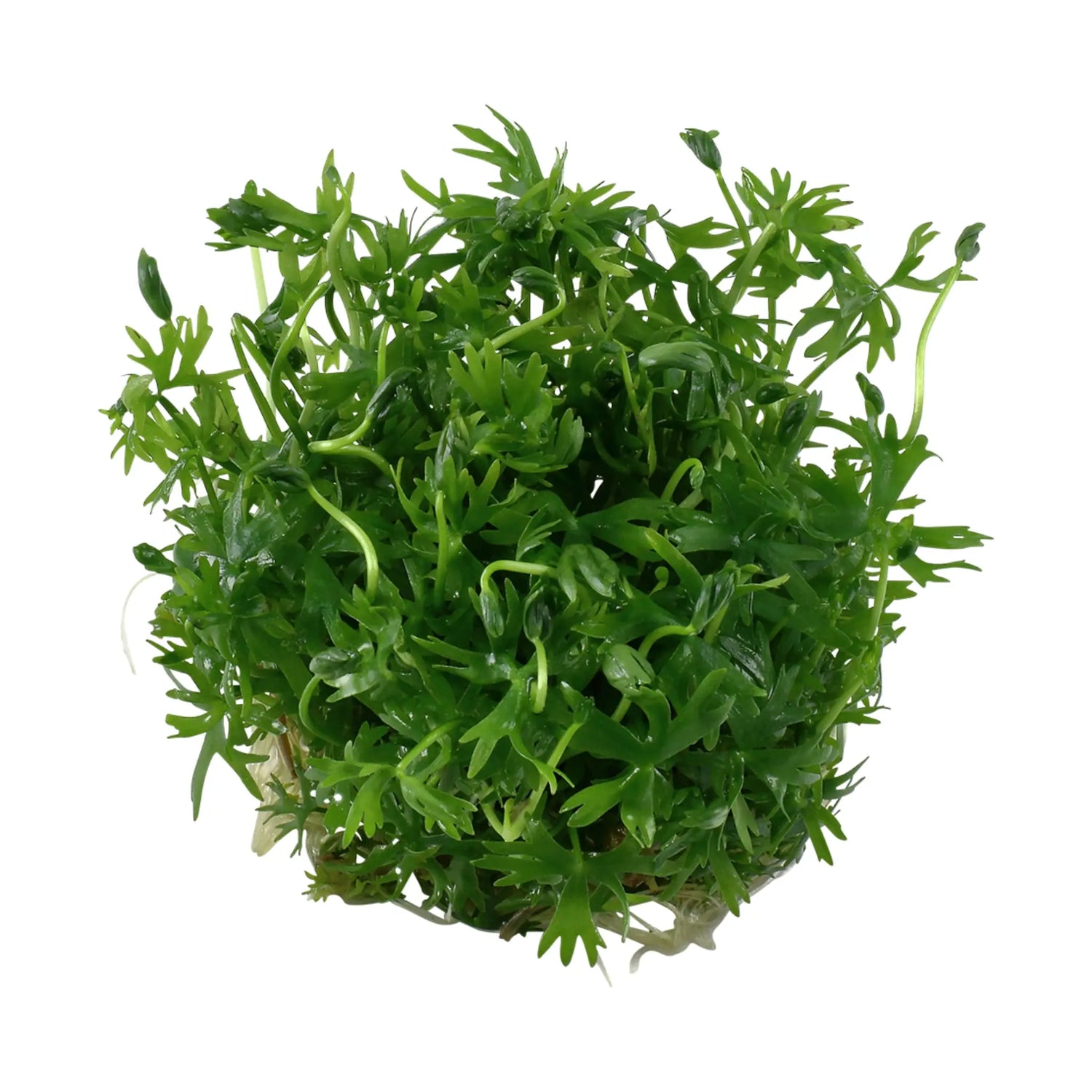 Tropica Ranunculus indatus 1-2-Grow! - Aqua Essentials