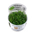 Tropica Ranunculus indatus 1-2-Grow! - Aqua Essentials
