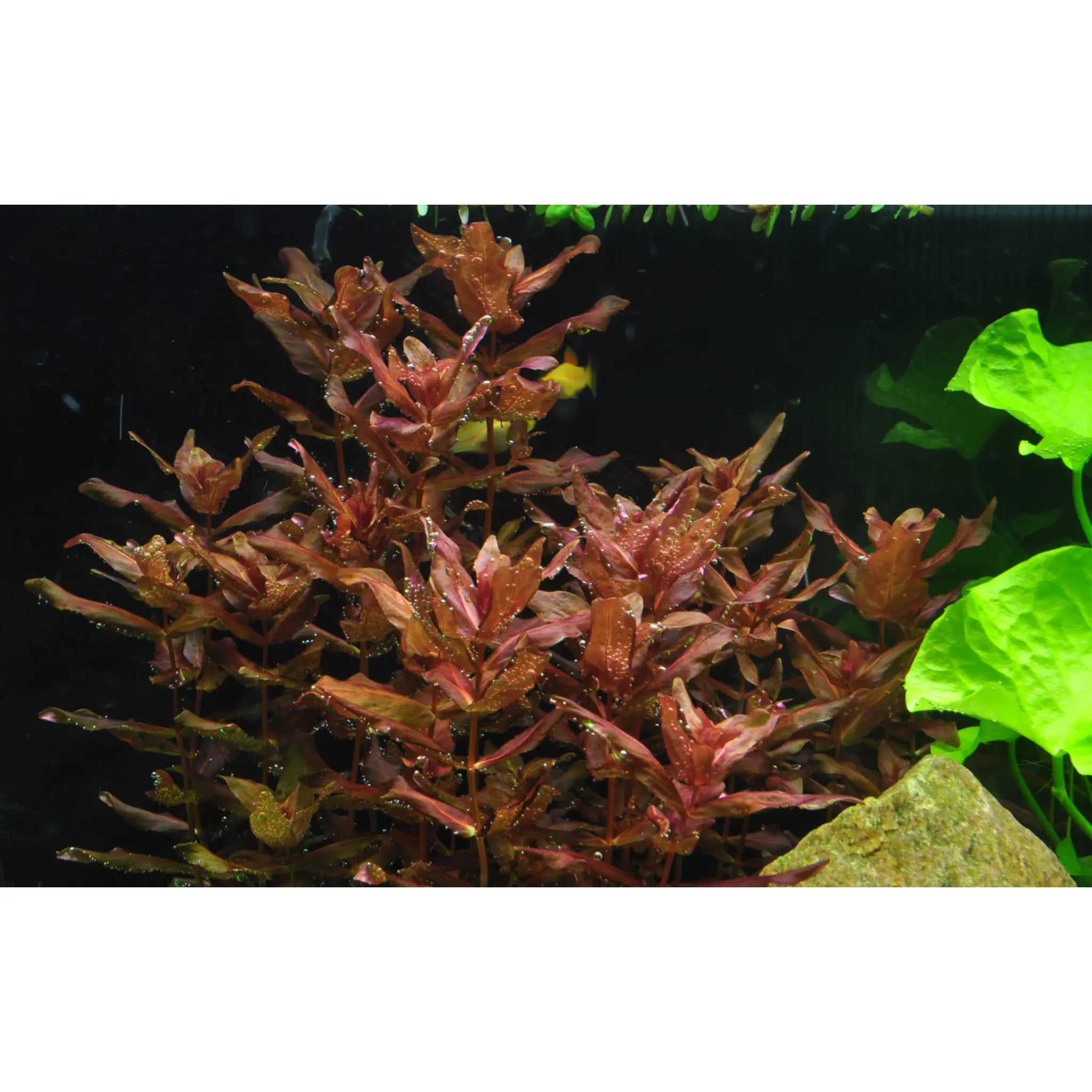 Tropica Rotala macrandra 1-2-GROW! - Aqua Essentials