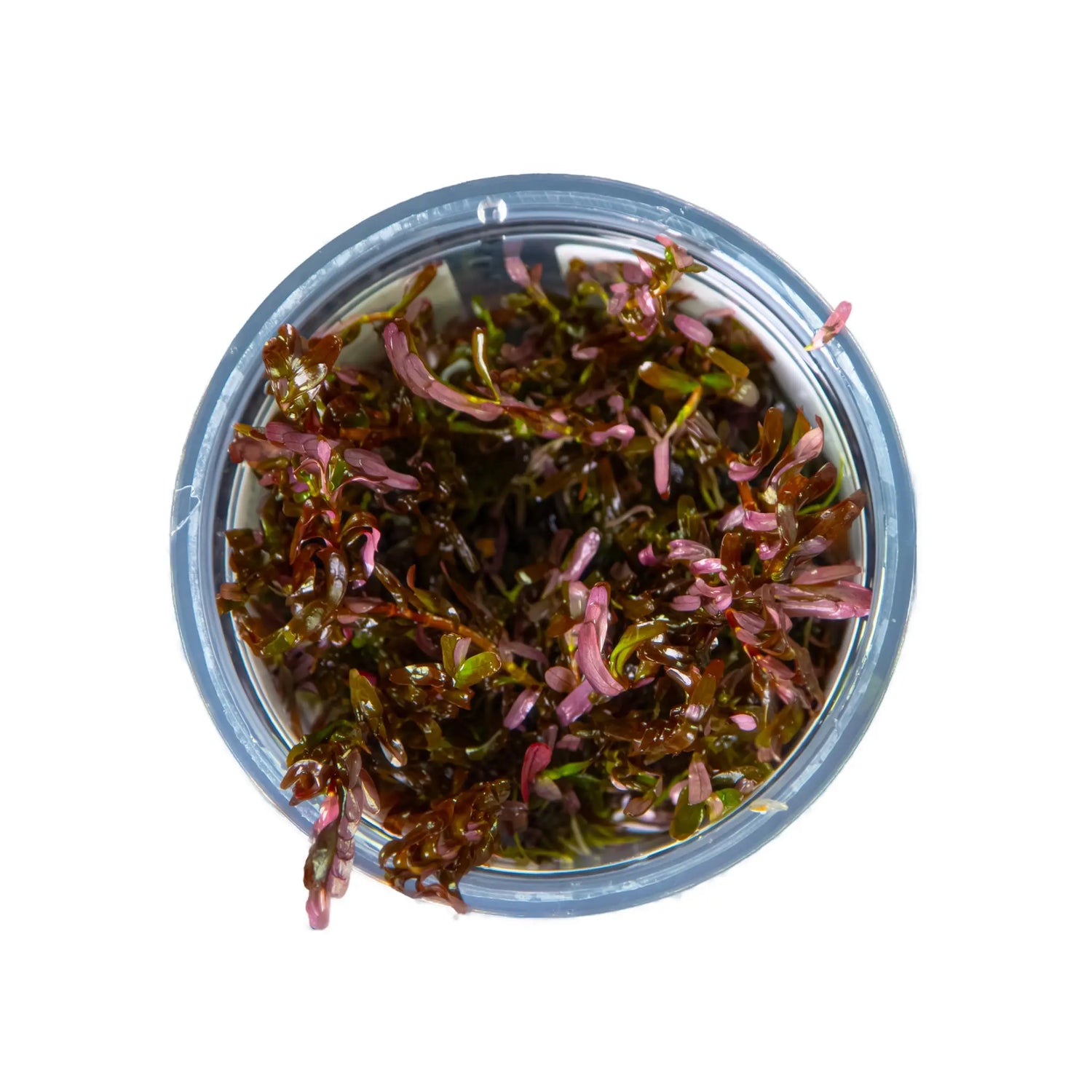 Tropica Rotala rotundifolia &