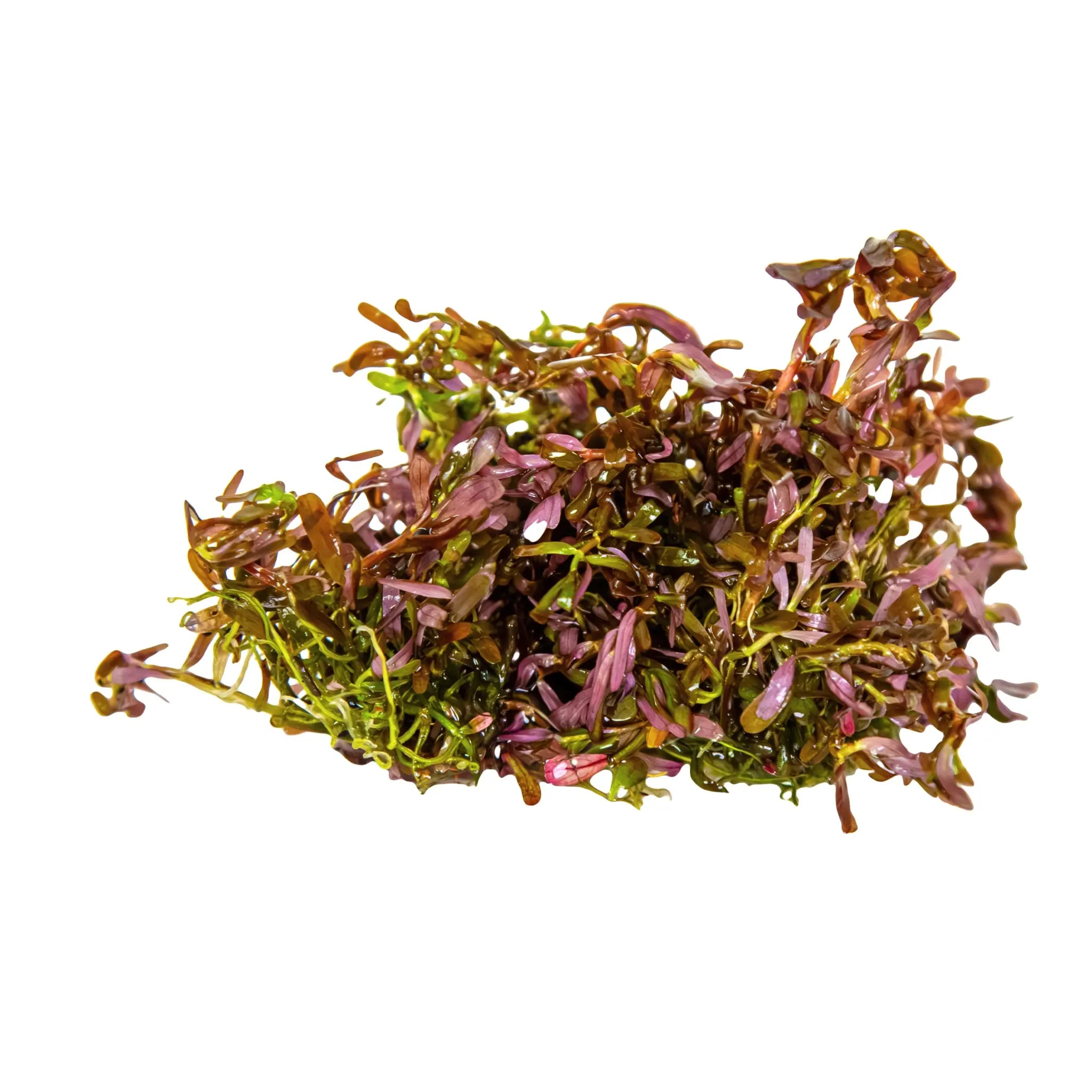 Tropica Rotala rotundifolia &