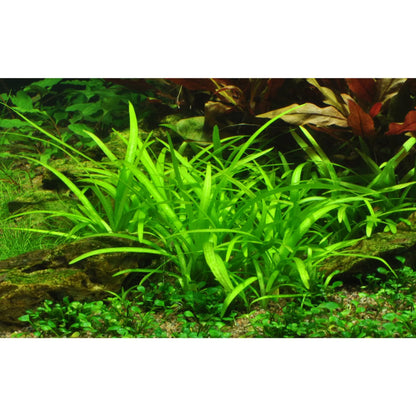 Tropica Sagittaria sabulata 1-2-Grow! - Aqua Essentials