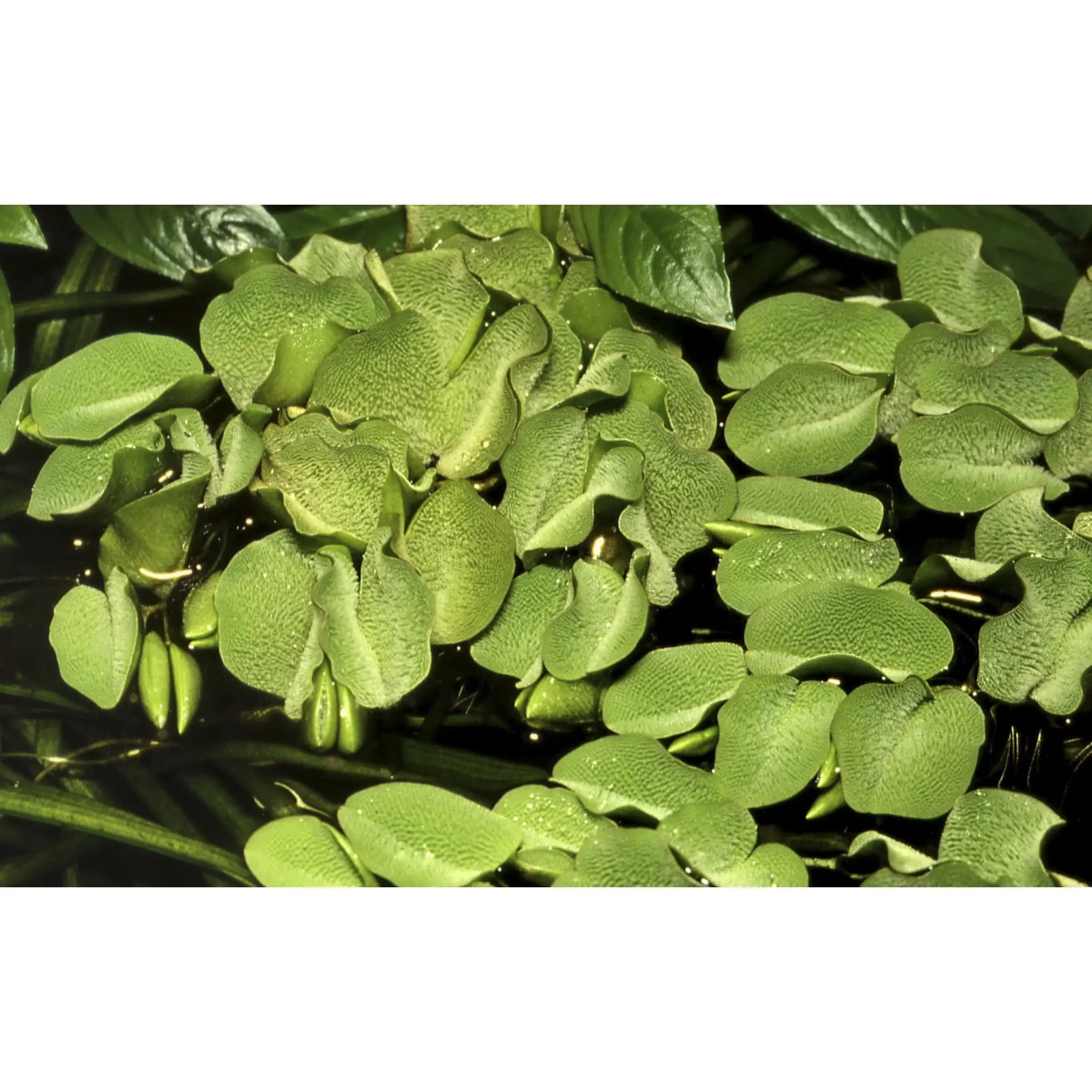 Tropica Salvinia auriculata 1-2-GROW! - Aqua Essentials