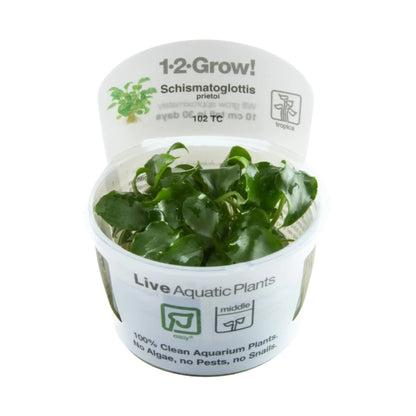 Tropica Schismatoglottis prietoi 1-2-GROW! - Aqua Essentials