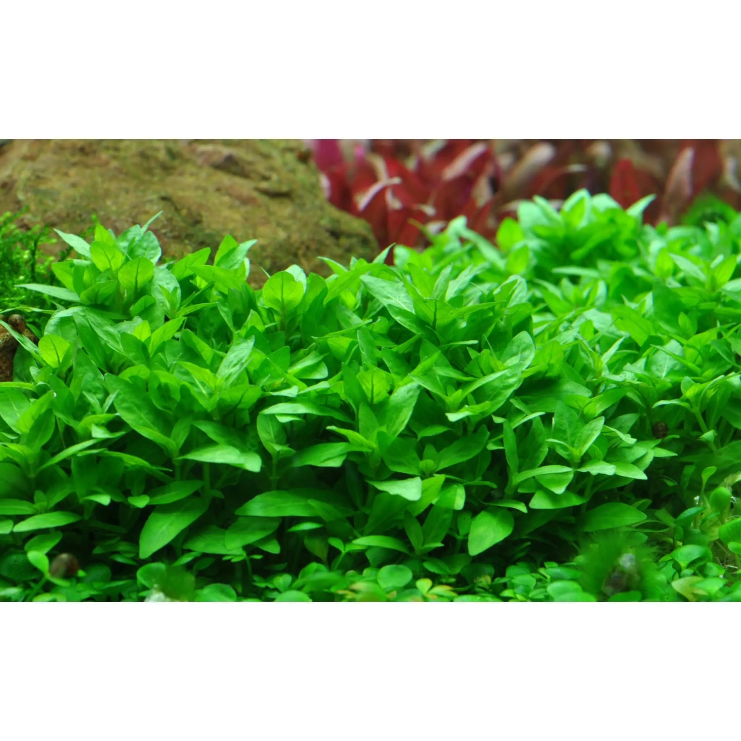 Tropica Staurogyne repens 1-2-GROW! - Aqua Essentials