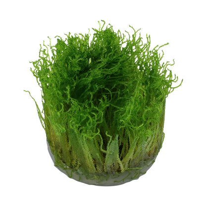 Tropica Taxiphyllum spiky 1-2-Grow! - Aqua Essentials