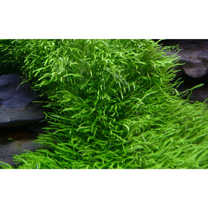 Tropica Utricularia graminifolia 1-2-GROW! - Aqua Essentials
