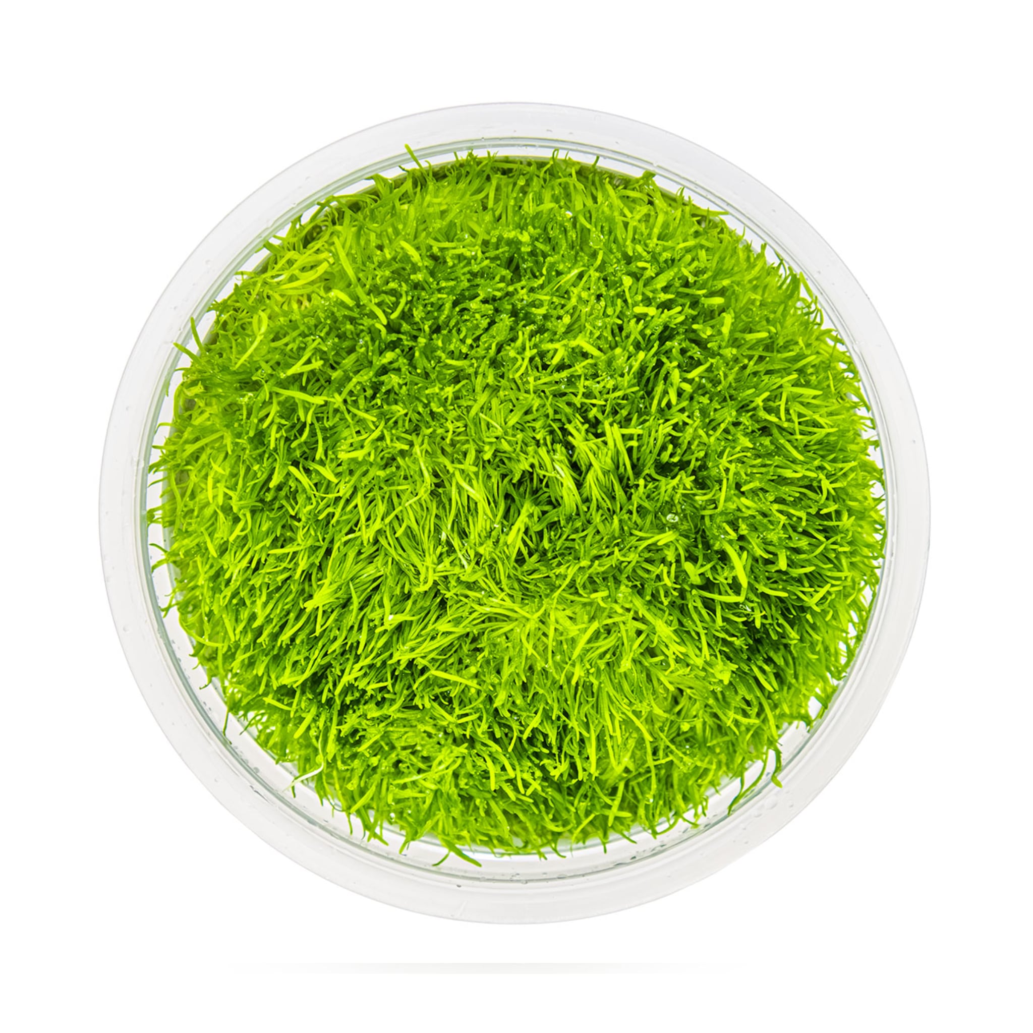 Tropica Utricularia graminifolia 1-2-GROW!