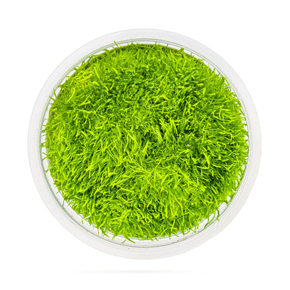 Tropica Utricularia graminifolia 1-2-GROW!