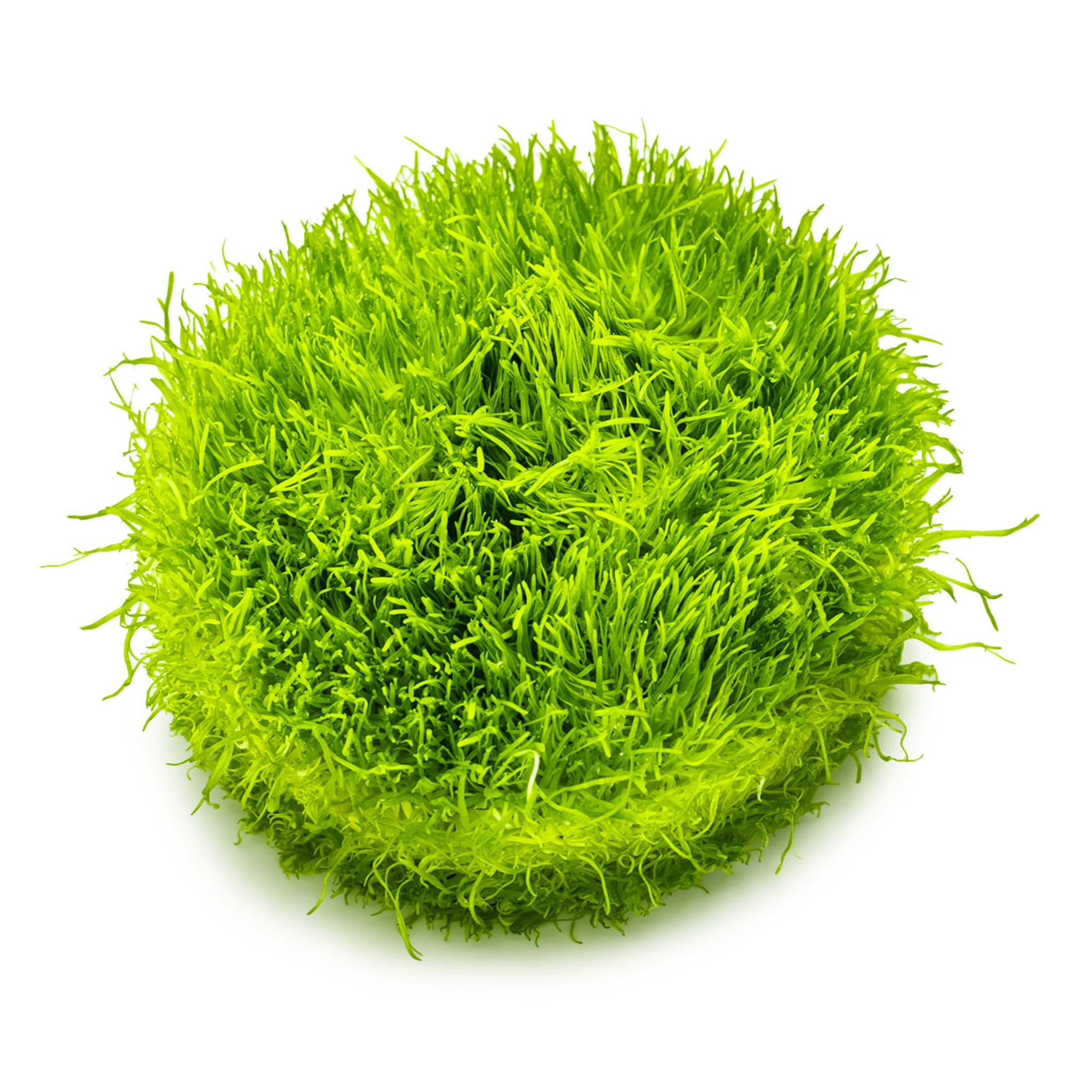 Tropica Utricularia graminifolia 1-2-GROW!