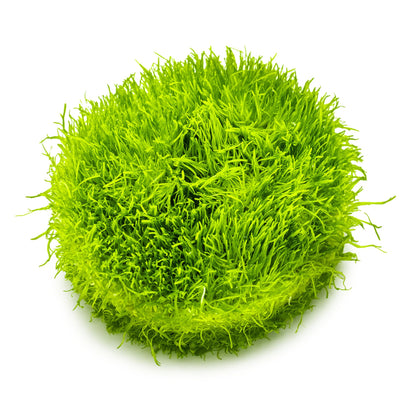 Tropica Utricularia graminifolia 1-2-GROW!