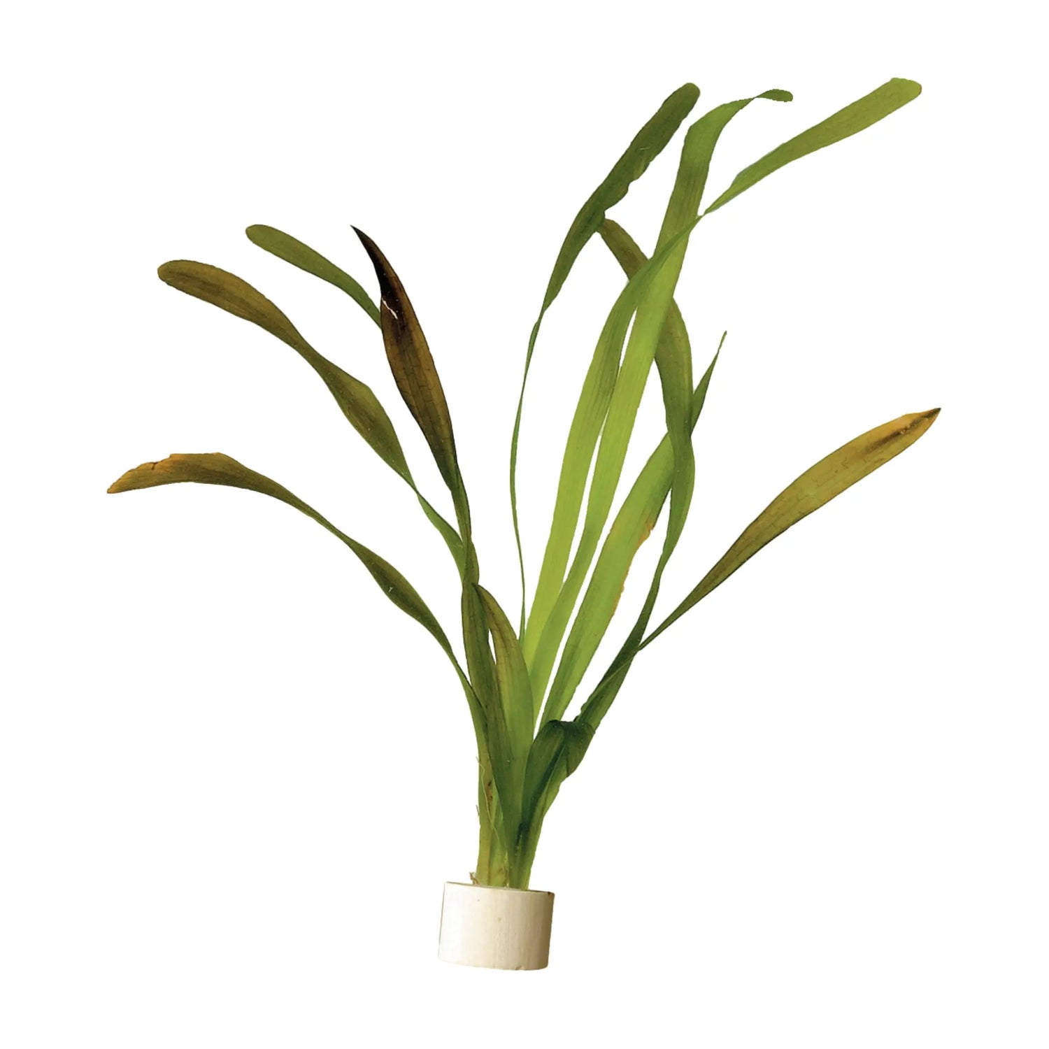 Vallisneria giganthea (giant vallis) - Aqua Essentials