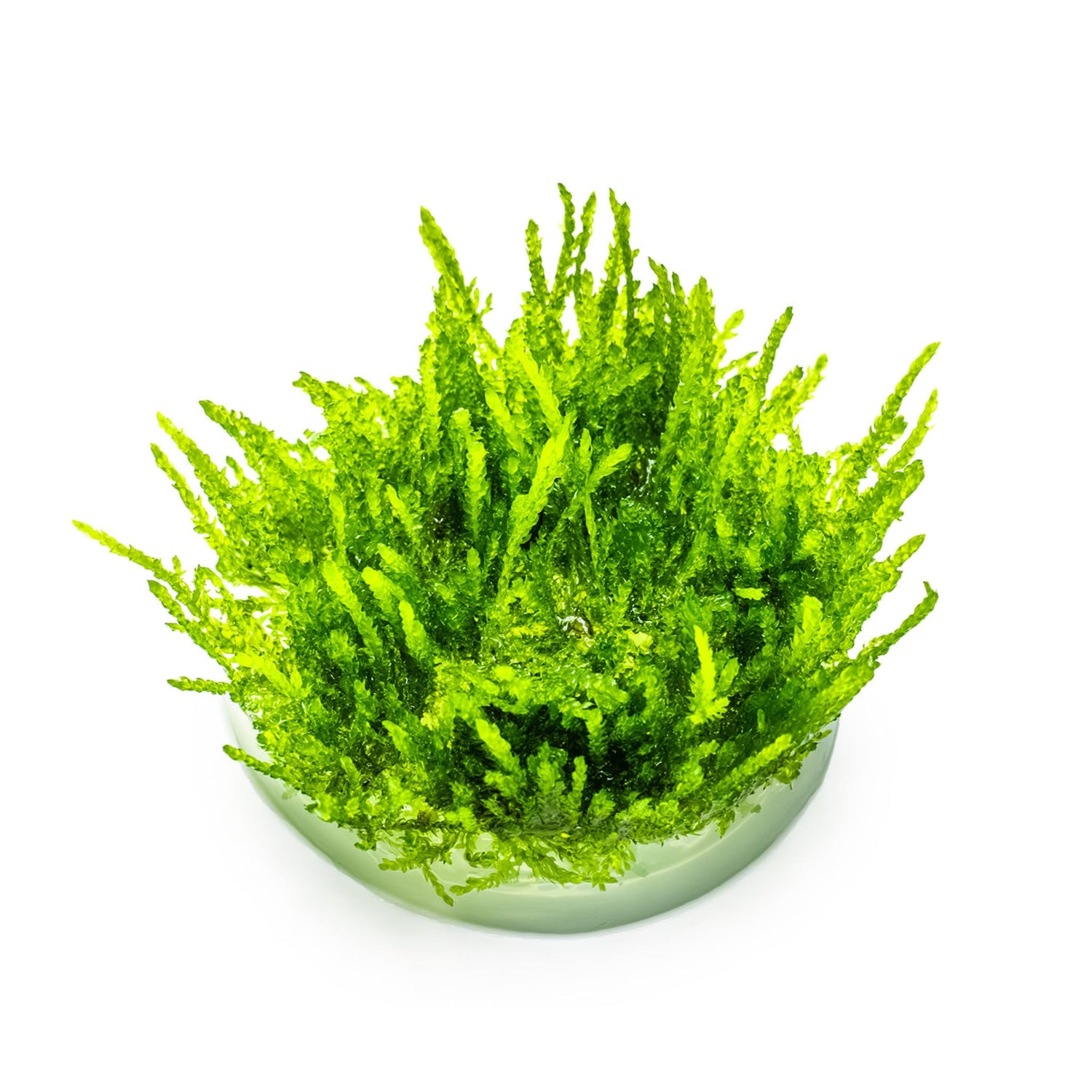 Tropica Vesicularia ferriei &