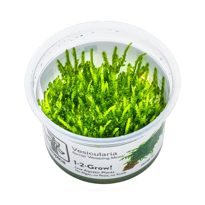 Tropica Vesicularia ferriei &