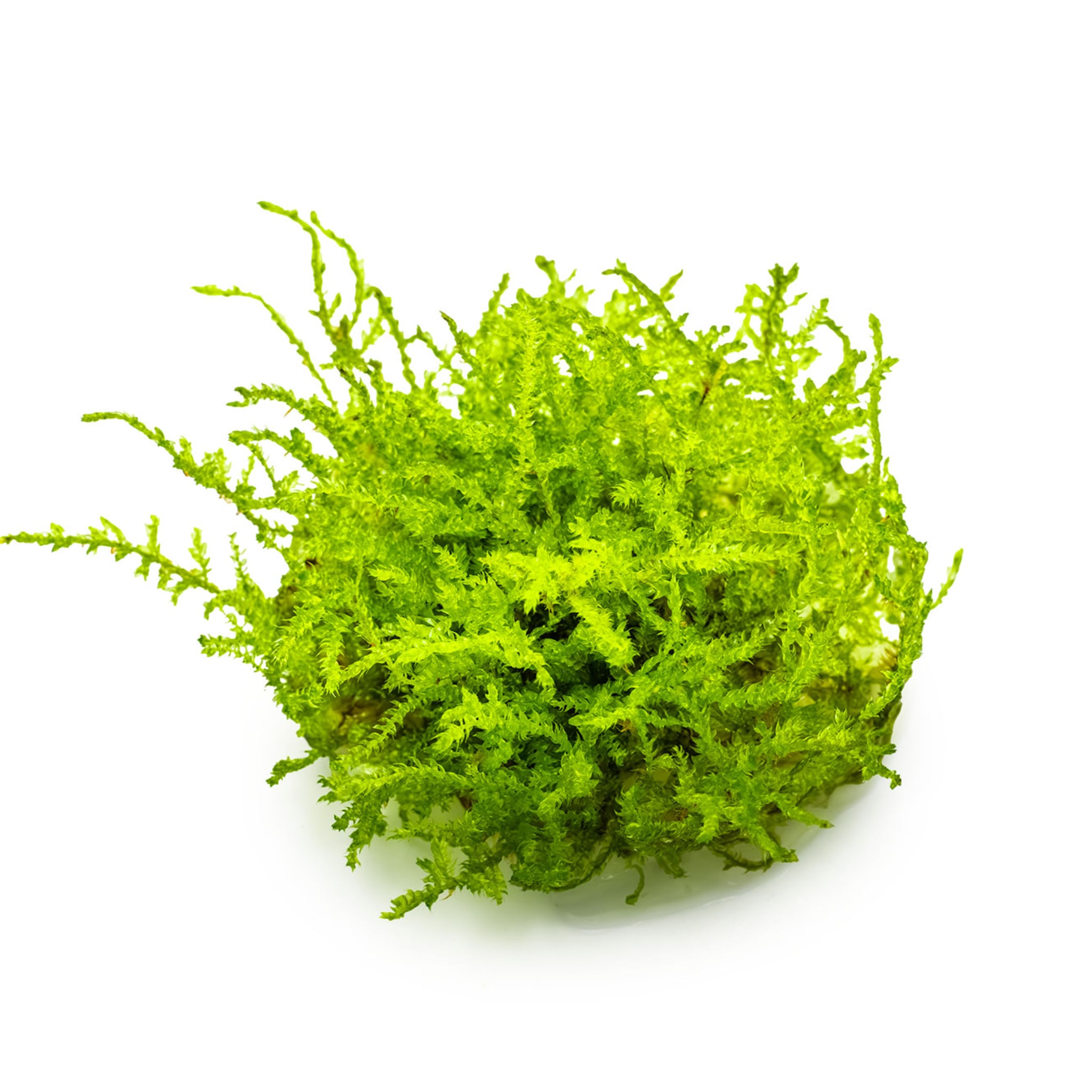 Tropica Vesicularia montagnei &