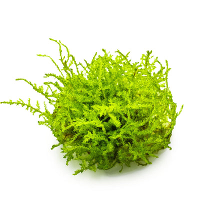 Tropica Vesicularia montagnei &