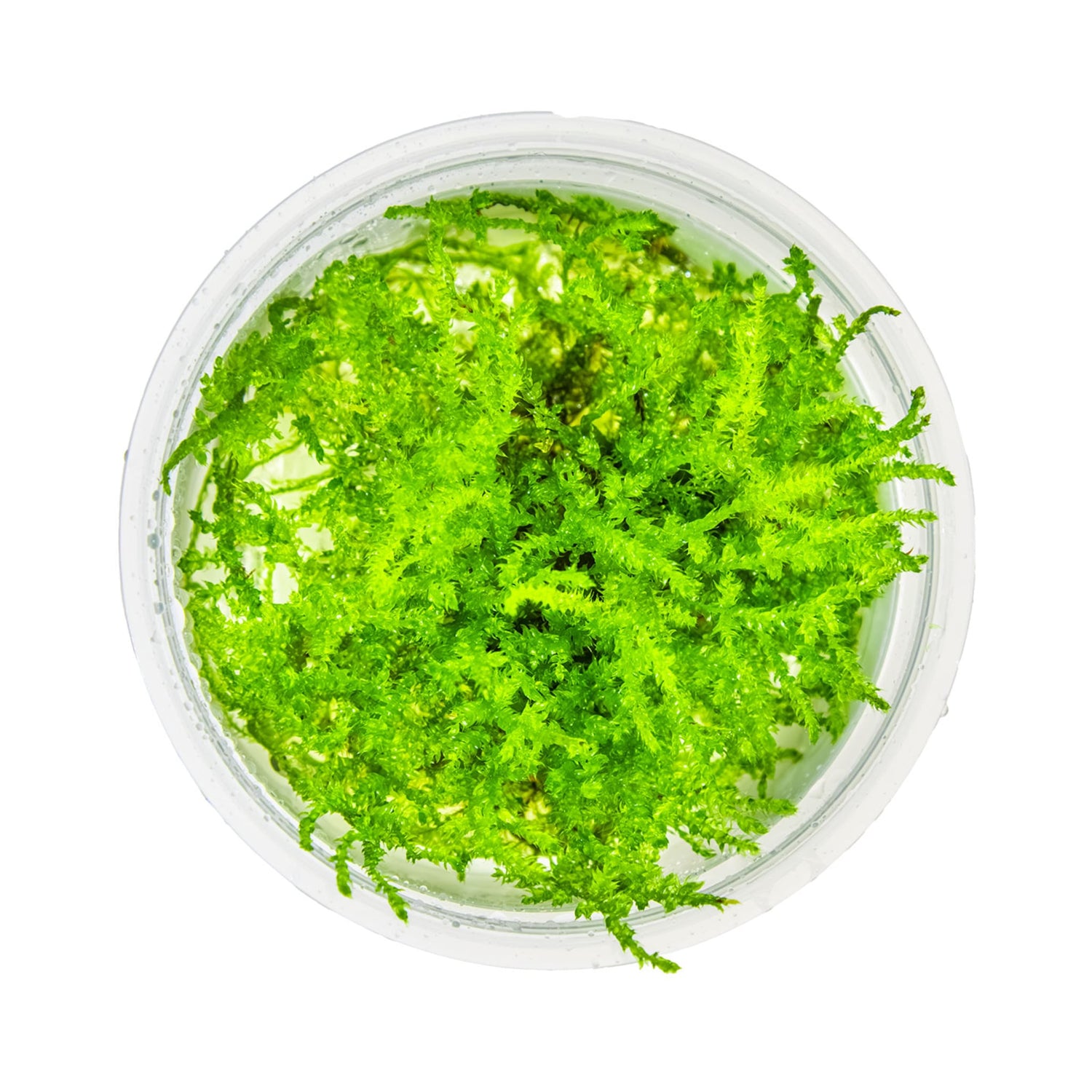 Tropica Vesicularia montagnei &