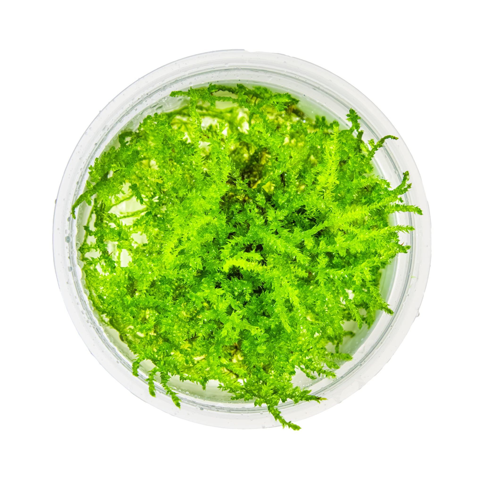 Tropica Vesicularia montagnei &