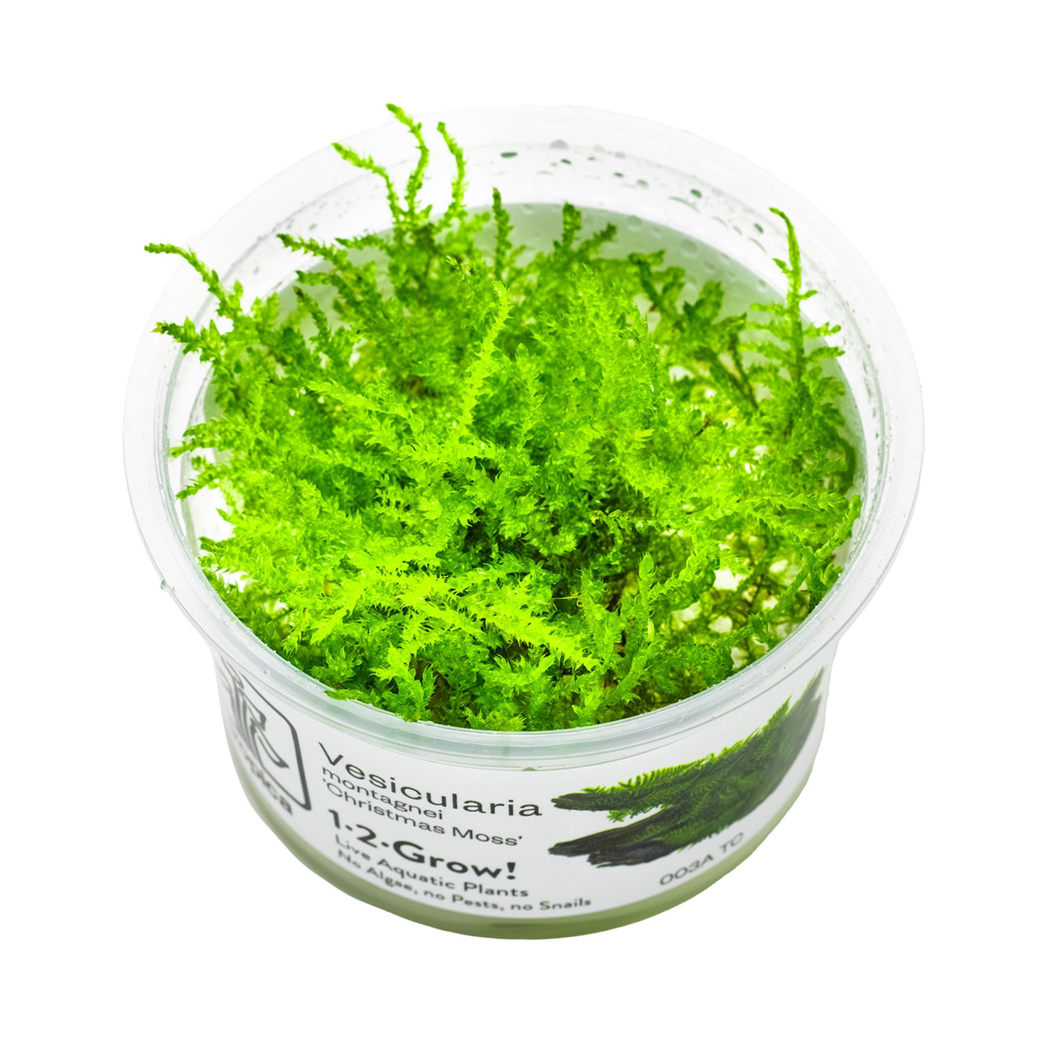 Tropica Vesicularia montagnei &