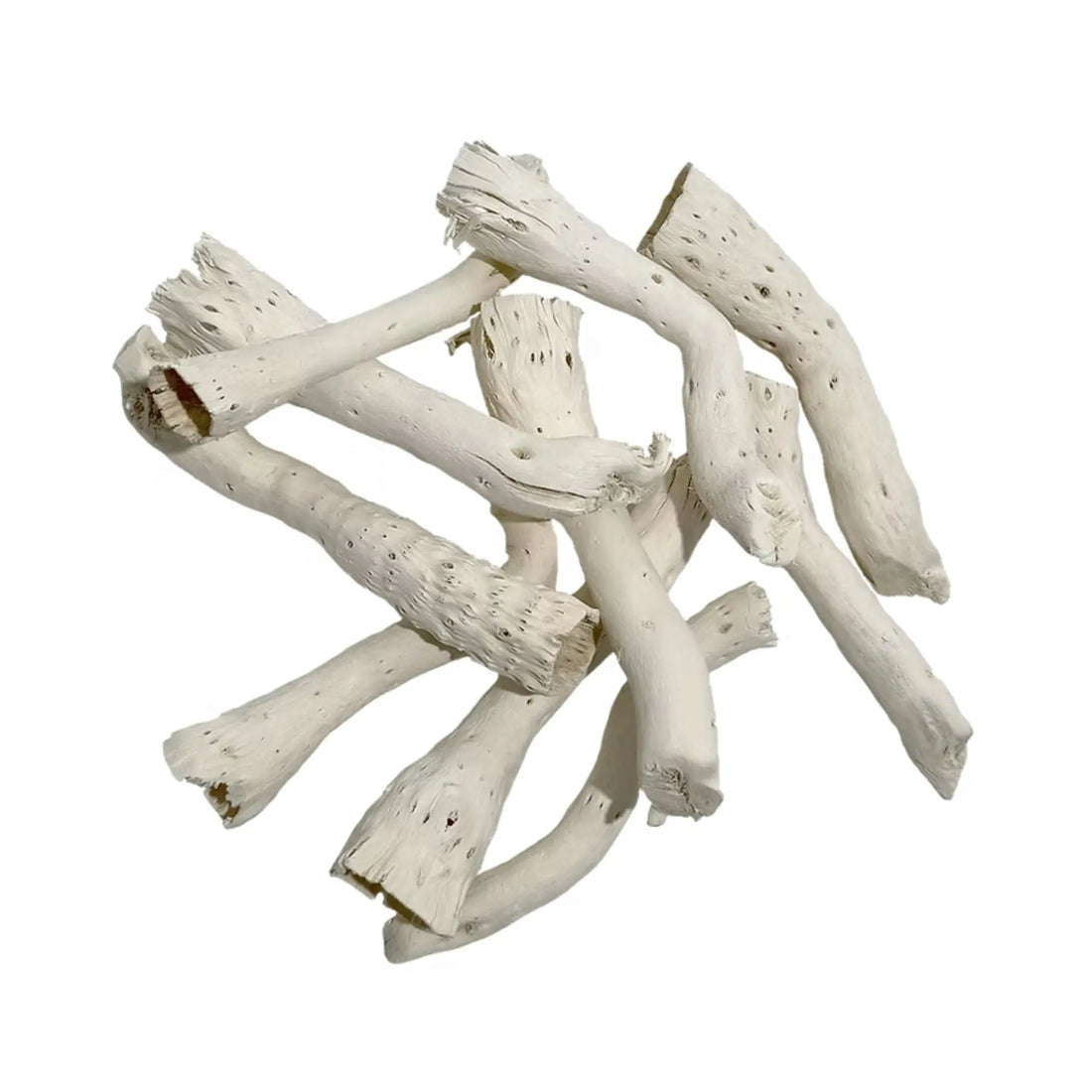 Wio Driftcactus Cholla Wood Bit (5pcs) Wio