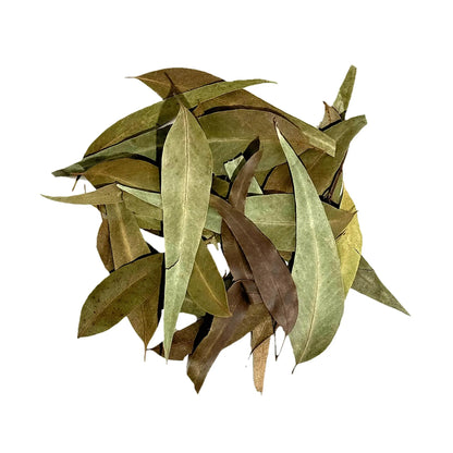 Wio Eucalyptus Leave - 5-15cm Wio