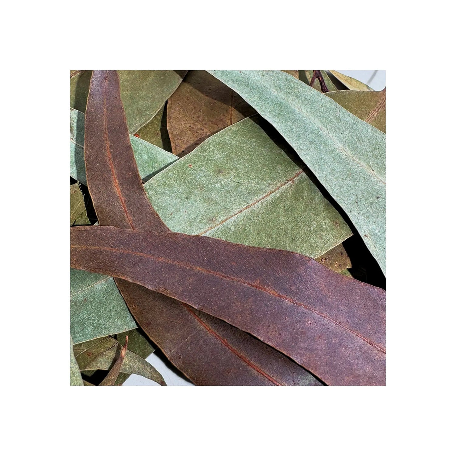 Wio Eucalyptus Leave - 5-15cm Wio