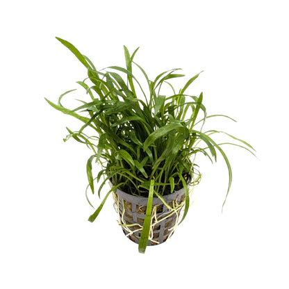 Lilaeopsis novae-zelandiae