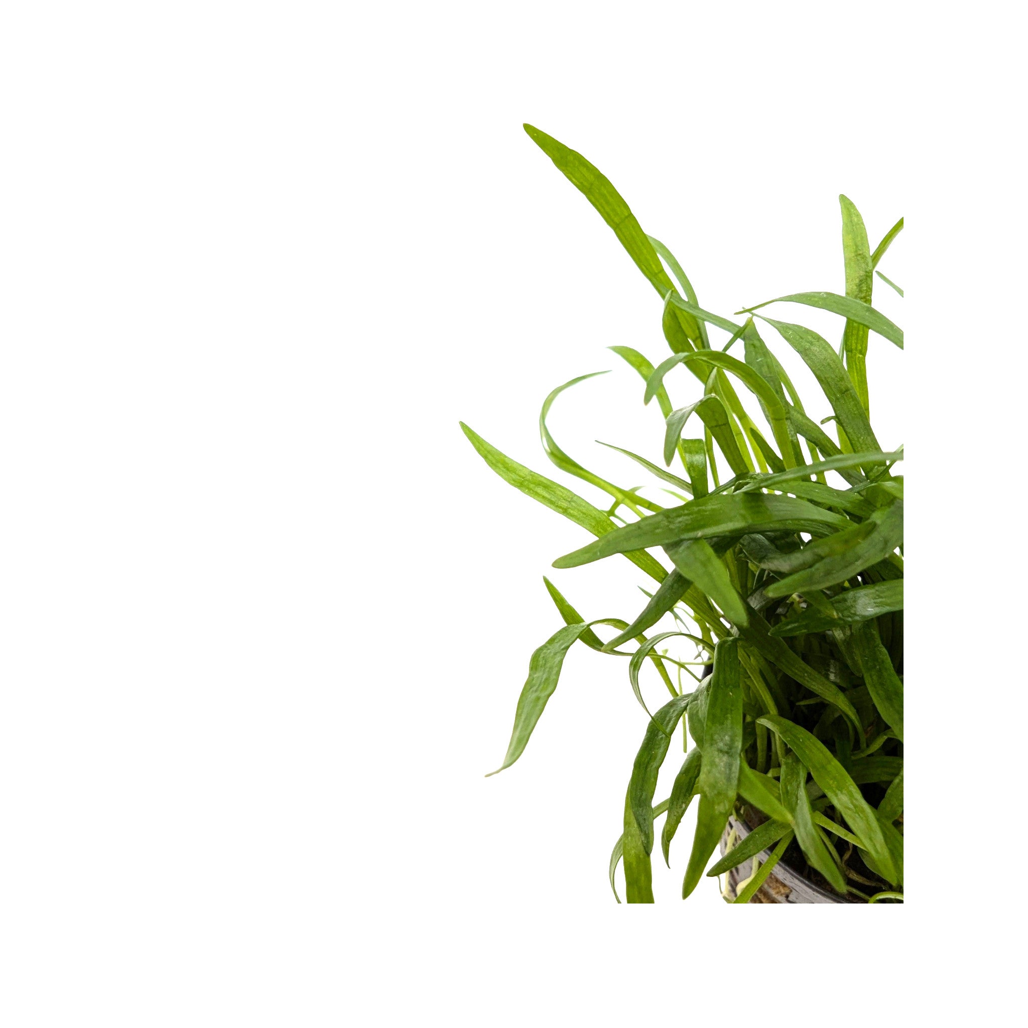 Lilaeopsis novae-zelandiae