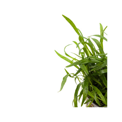 Lilaeopsis novae-zelandiae