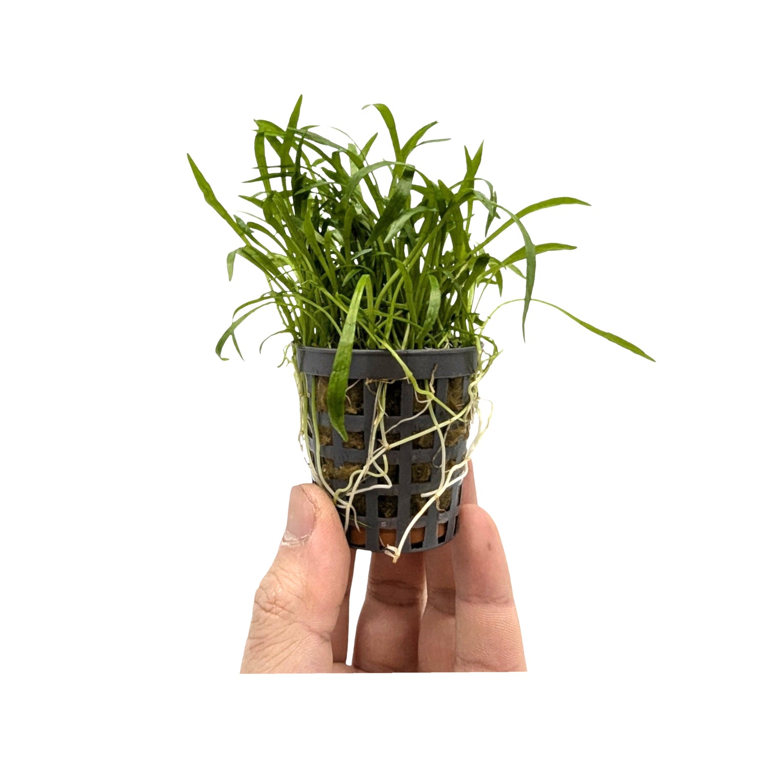 Lilaeopsis novae-zelandiae