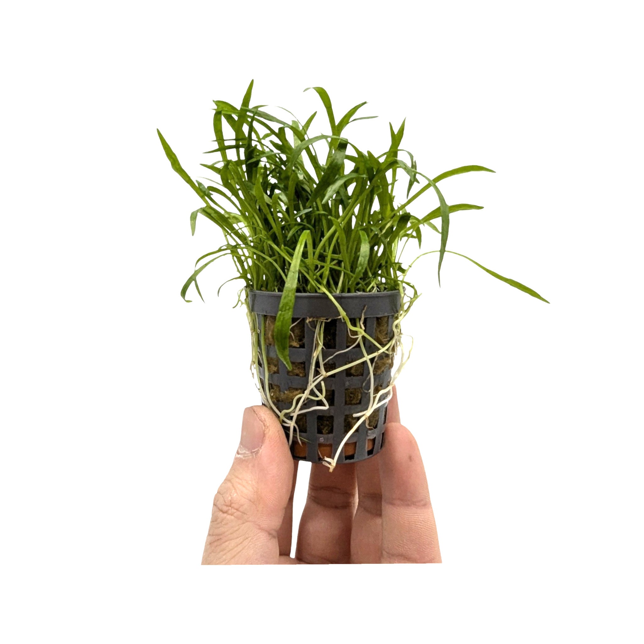 Lilaeopsis novae-zelandiae