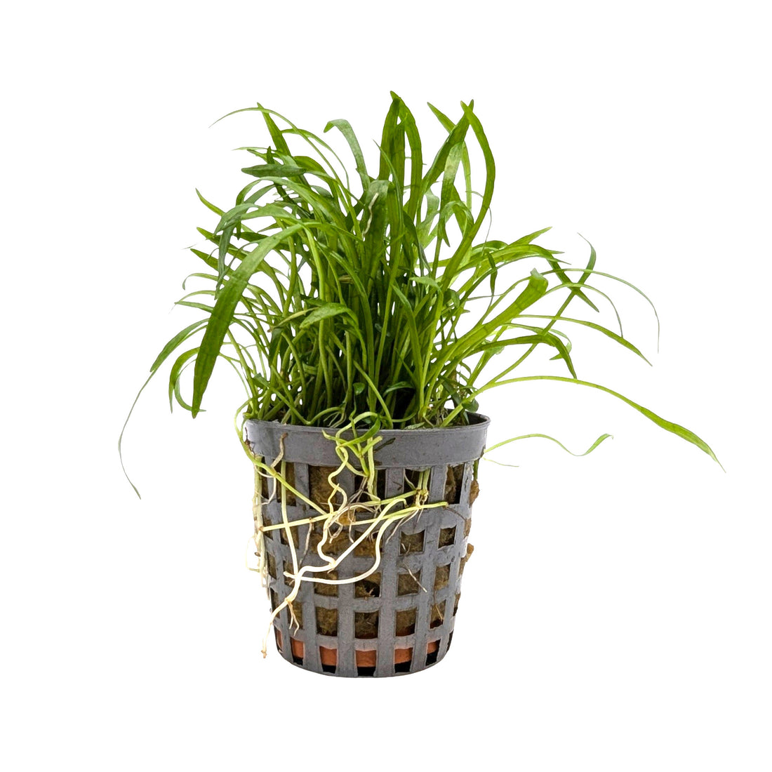 Lilaeopsis novae-zelandiae