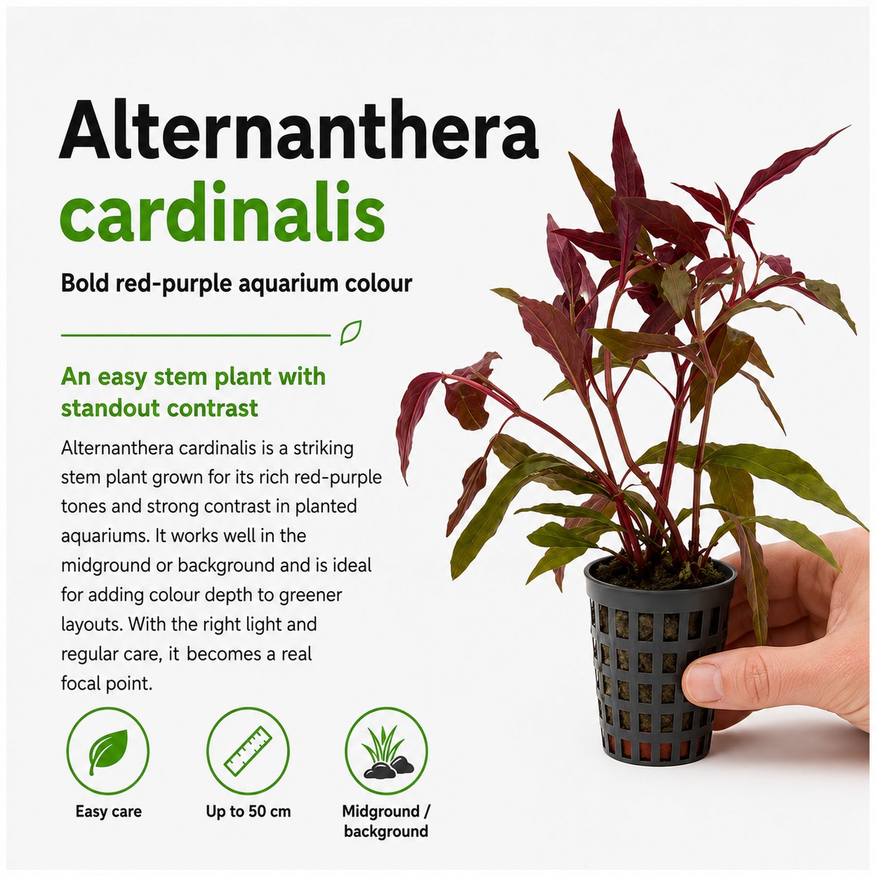 Alternanthera cardinalis