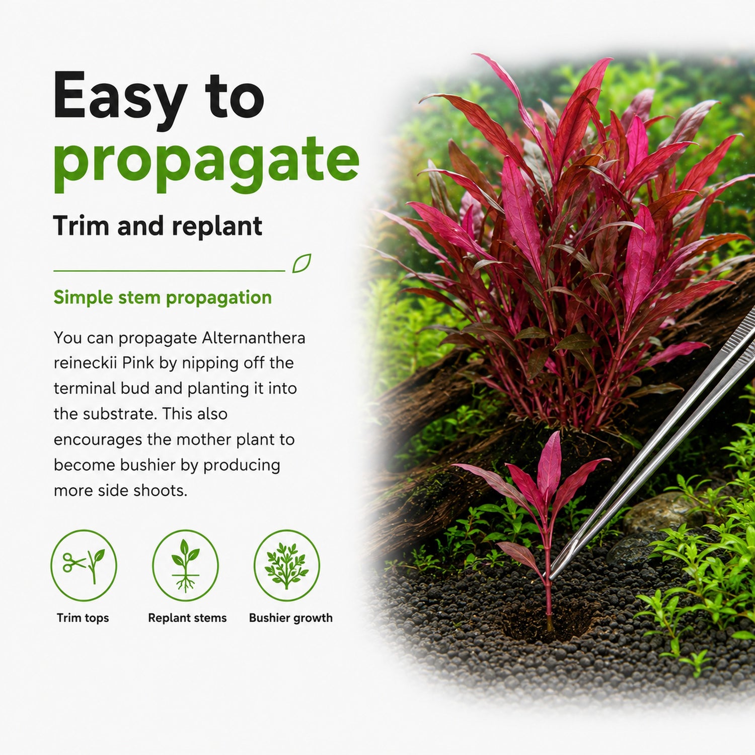 Alternanthera reineckii Pink