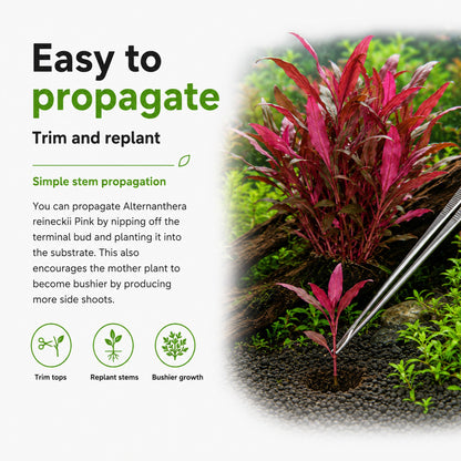 Alternanthera reineckii Pink