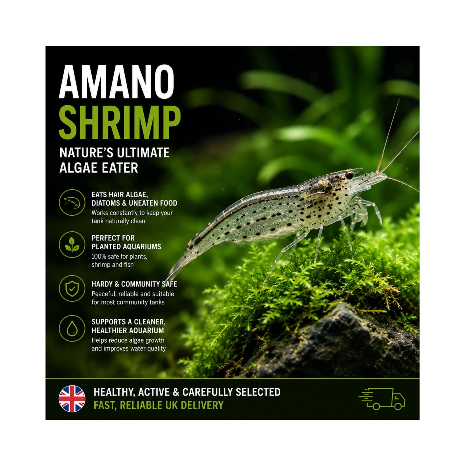 Amano Shrimp | Live Algae Eating Freshwater Shrimp x 5