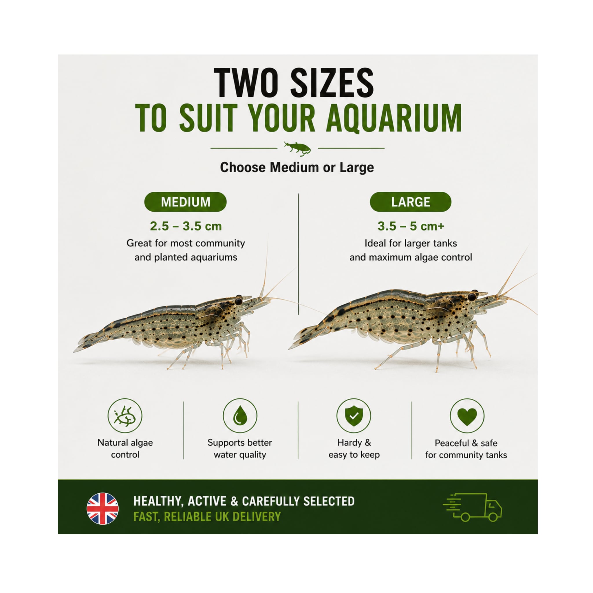 Amano Shrimp | Live Algae Eating Freshwater Shrimp x 5
