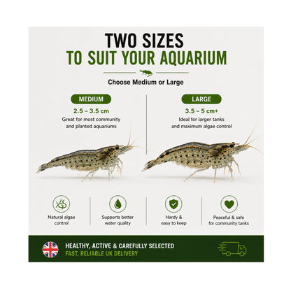 Amano Shrimp | Live Algae Eating Freshwater Shrimp x 5