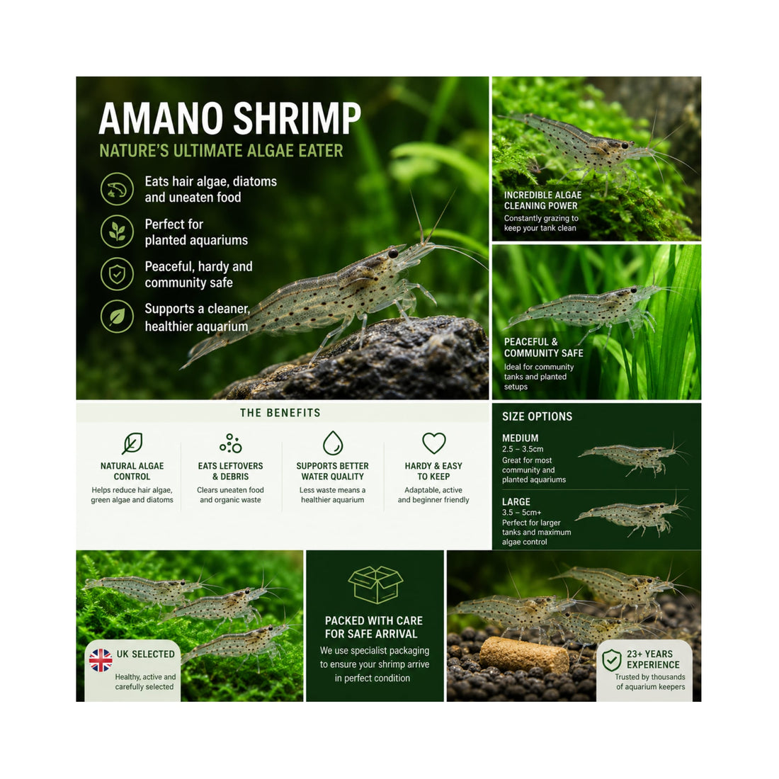 Amano Shrimp | Live Algae Eating Freshwater Shrimp x 5