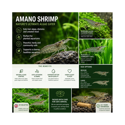 Amano Shrimp | Live Algae Eating Freshwater Shrimp x 5