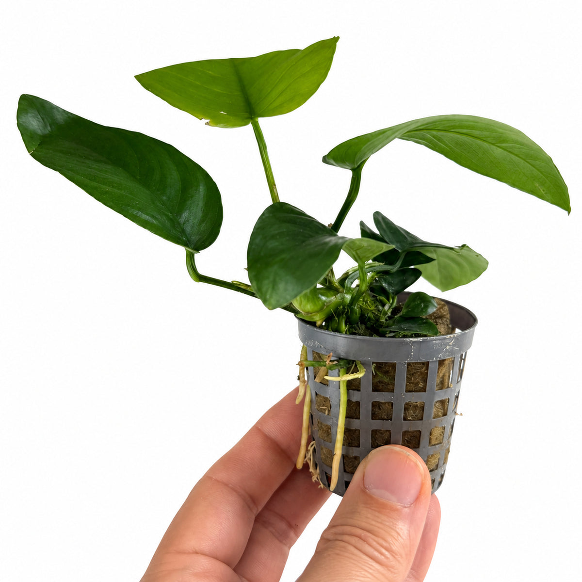 Anubias barteri