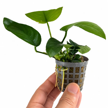 Anubias barteri