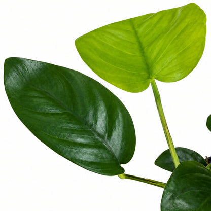 Anubias barteri