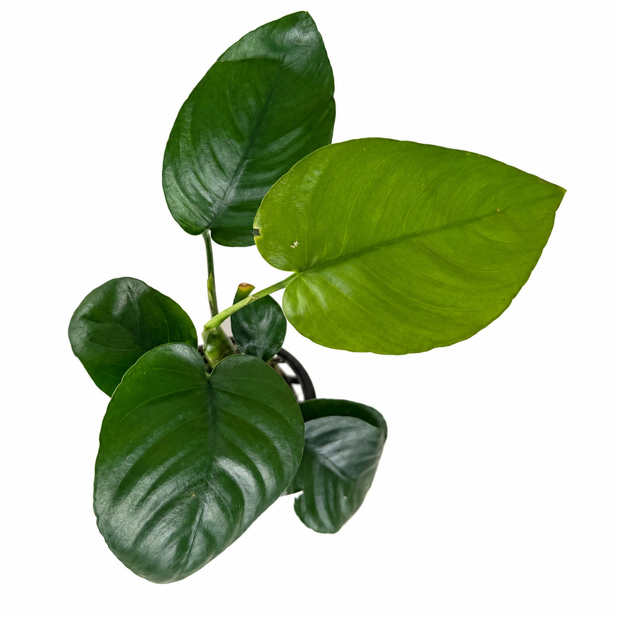 Anubias barteri