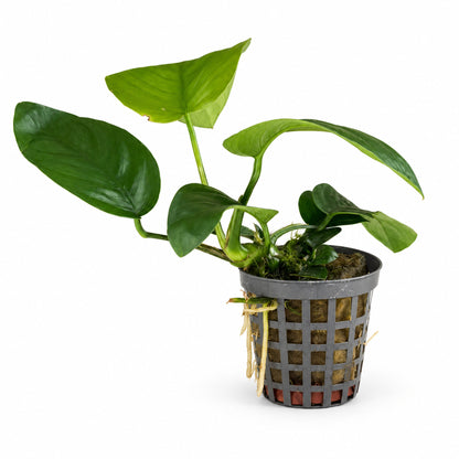 Anubias barteri