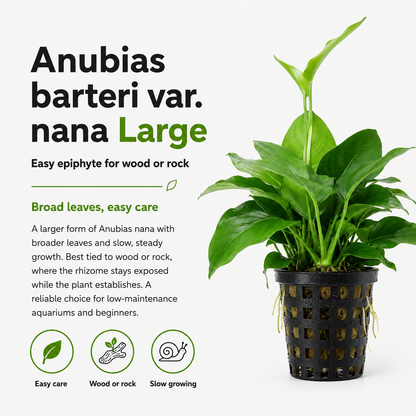 Anubias barteri var nana Large aquarium plant in a black pot with broad green leaves
