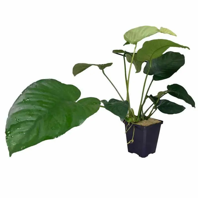 Anubias barteri XL in a 9cm pot