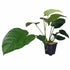 Anubias barteri XL in a 9cm pot