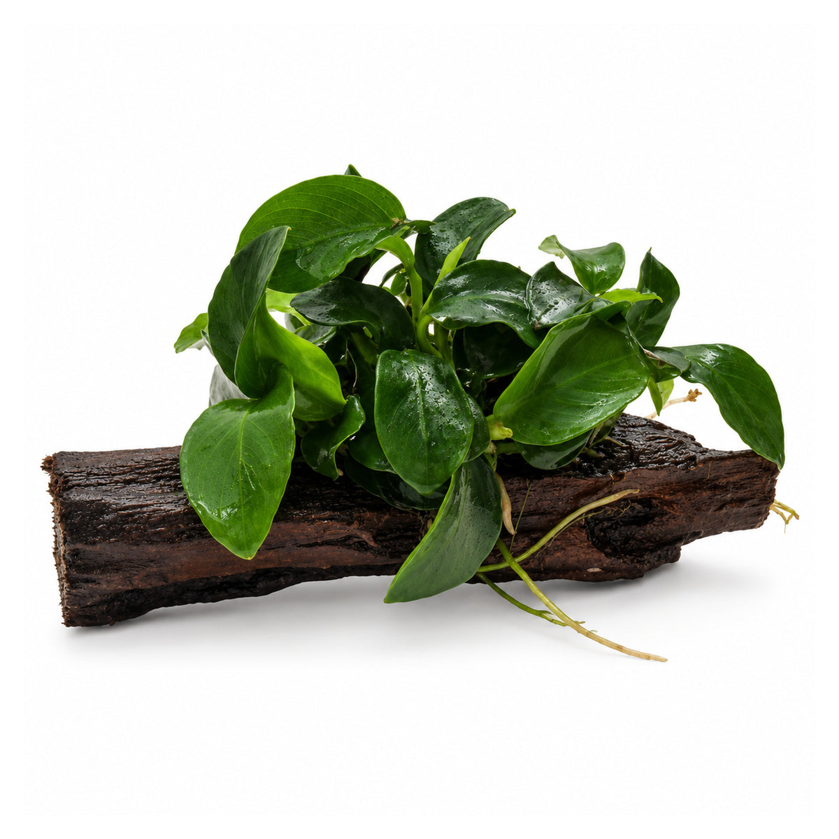 Anubias bonsai on Driftwood - Mini